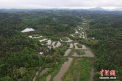 两亿多岁扬子鳄的“回家